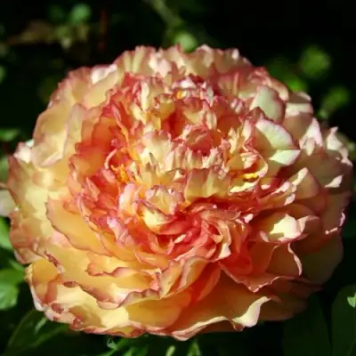 Пион ЗОЛОТАЯ РОССЫПЬ древовидный в Калинковичах