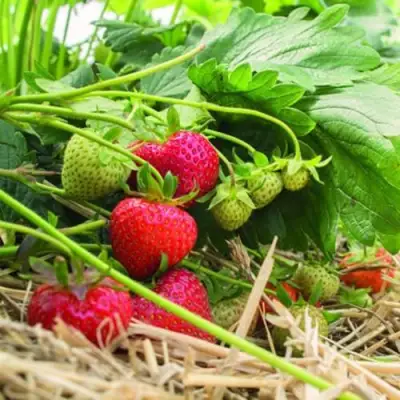 Клубника ЭЛЬСАНТА в Калинковичах