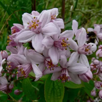 Дейция МОУНТ РОУЗ в Калинковичах