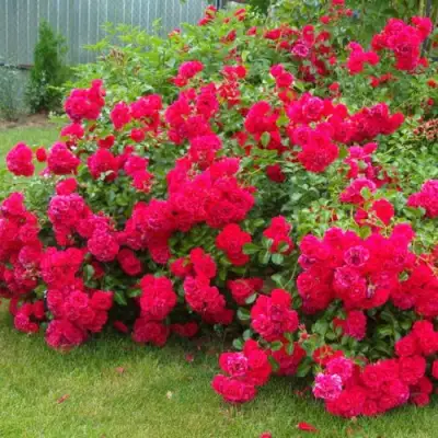 Роза РАДОСТЬ САДОВНИКА (ГАРТЕН ФРОЙДЕ) почвопокровная в Калинковичах