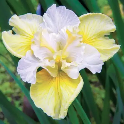 Ирис ЙЕЛЛОУ ТЕЙЛ сибирский в Калинковичах