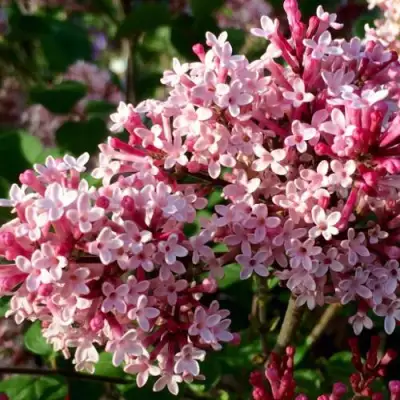 Сирень РЕД ПИКСИ в Калинковичах