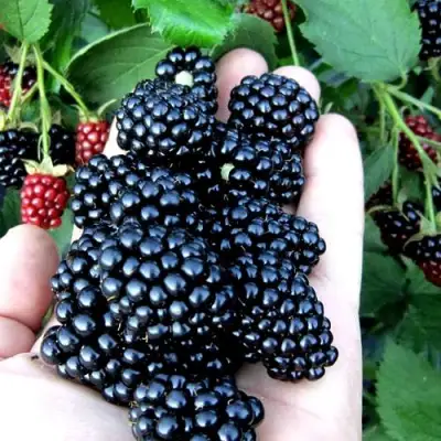 Ежевика ПОЛАР бесшипная  в Калинковичах