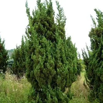 Можжевельник КАЙЗУКА китайский в Калинковичах