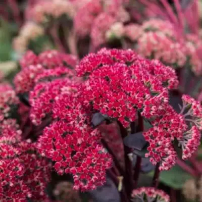 Очиток (седум) РЕД КАУЛИ в Калинковичах