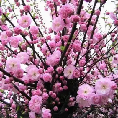 Миндаль ТРЁХЛОПАСТНЫЙ (луизеания) в Калинковичах