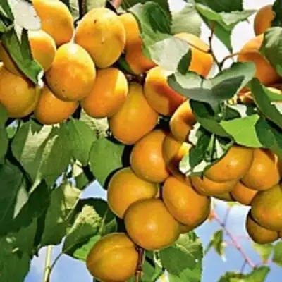 Абрикос БРЯНСКИЙ РАННИЙ в Калинковичах