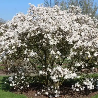 Магнолия КОБУС в Калинковичах