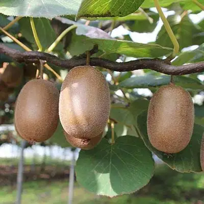 Актинидия ЗАКАРПАТЬЕ киви в Калинковичах