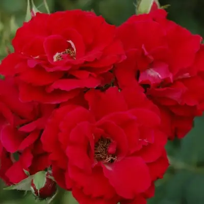 Роза ЧАМПЛЕЙН флорибунда в Калинковичах