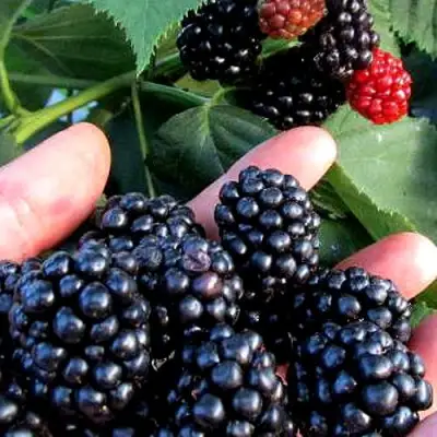 Ежевика ЭВЕРГРИН бесшипная  в Калинковичах