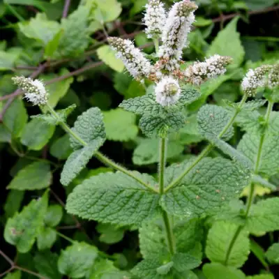 Мята яблочная в Калинковичах