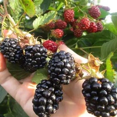 Ежевика НАВАХО бесшипная  в Калинковичах