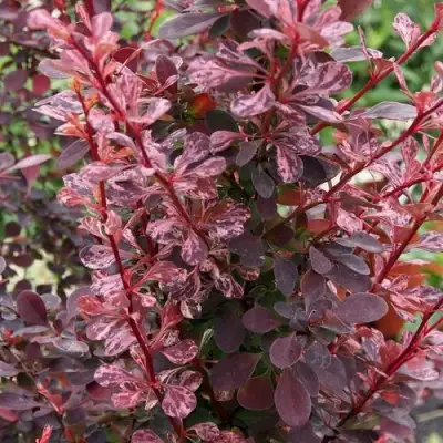 Барбарис РОУЗ ГЛОУ тунберга в Калинковичах