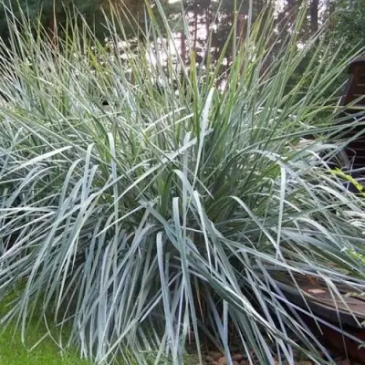 Элимус БЛЮ ДЮН песчаный в Калинковичах