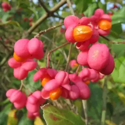 Бересклет ЕВРОПЕЙСКИЙ в Калинковичах