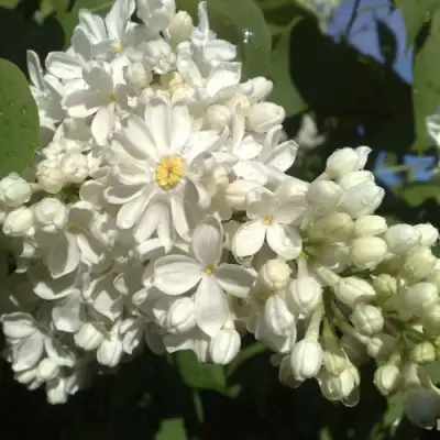 Сирень РОЧЕСТЕР в Калинковичах