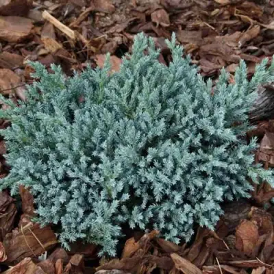 Можжевельник БЛЮ СПАЙДЕР чешуйчатый в Калинковичах