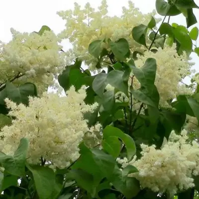 Сирень АМУРСКАЯ в Калинковичах