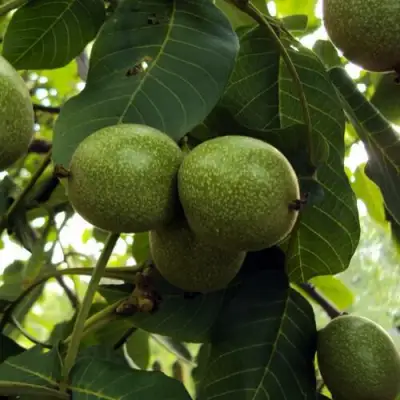 Грецкий орех ПИНСКИЙ в Калинковичах