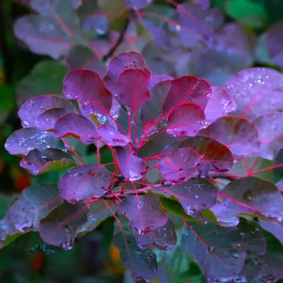 Скумпия ГРЕЙС в Калинковичах