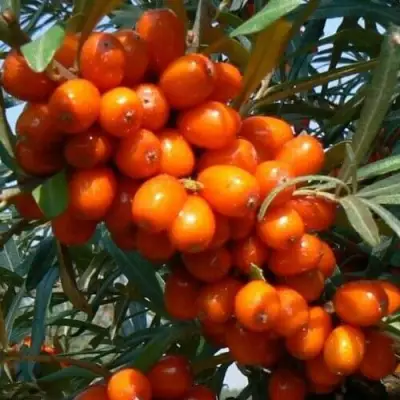 Облепиха ПЛАМЕННАЯ в Калинковичах