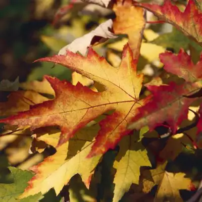 Клен серебристый в Калинковичах