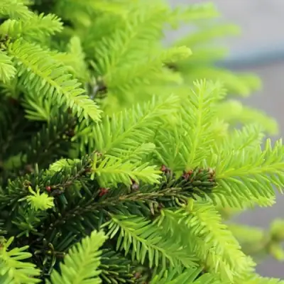 Ель НИДИФОРМИС обыкновенная в Калинковичах