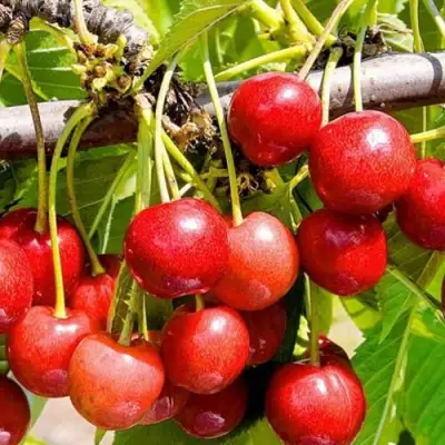 Черешня БЮТТНЕРА КРАСНАЯ в Калинковичах