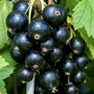 Смородина чёрная СЕЛЕЧЕНСКАЯ в Калинковичах