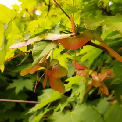 Клен ложноплатановый в Калинковичах