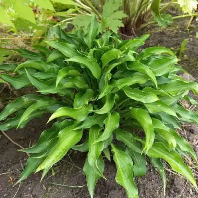 Хоста ГАРРИ ВАН ТРИЕР в Калинковичах