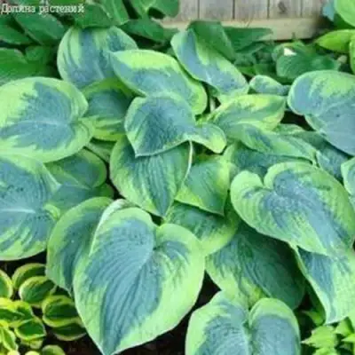 Хоста ТОКУДАМА ФЛАВОЦИРЦИНАЛИС гибридная в Калинковичах