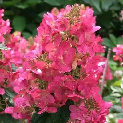 Гортензия МЕГА МИНДИ метельчатая в Калинковичах