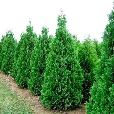 Туя СПИРАЛИС западная в Калинковичах