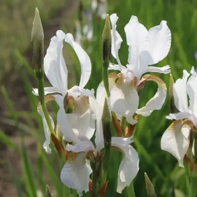 Ирис АЛЬБА сибирский в Калинковичах