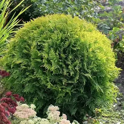 Туя ЕЛЛОУ ГЛОБ западная в Калинковичах