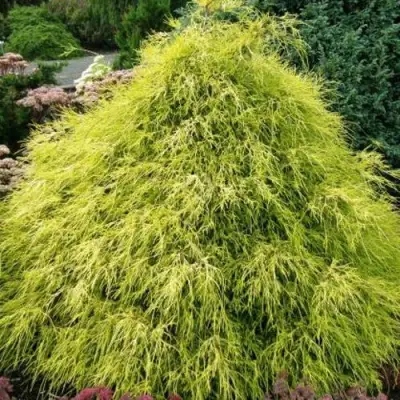 Кипарисовик ФИЛИФЕРА АУРЕА горохоплодный в Калинковичах