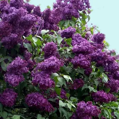 Сирень ИНДИЯ в Калинковичах