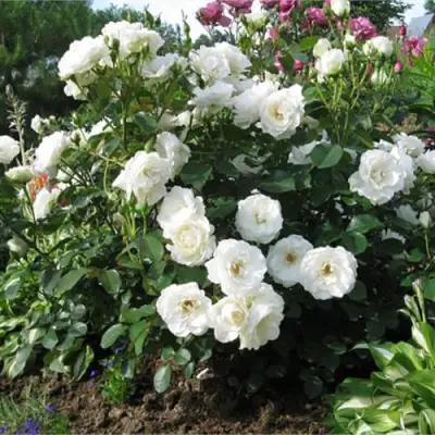 Роза АЛАБАСТЕР флорибунда в Калинковичах