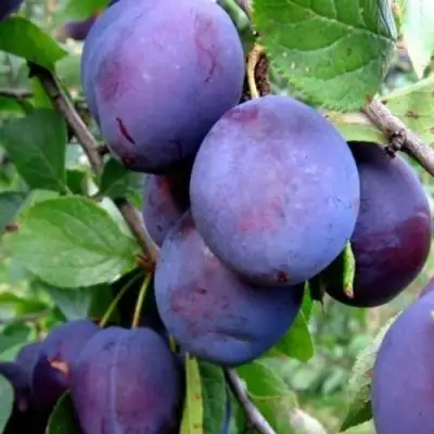 Слива ПЕРДРИГОН в Калинковичах