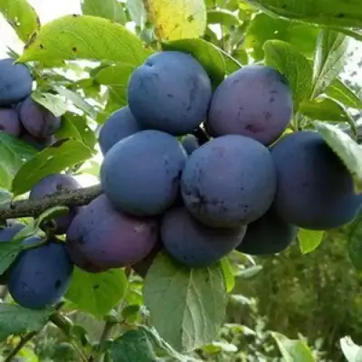 Слива КРОМАНЬ в Калинковичах