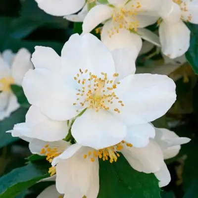 Жасмин ЮСТИНКА в Калинковичах