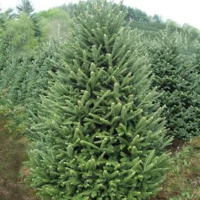 Пихта ФРАЗЕРА в Калинковичах