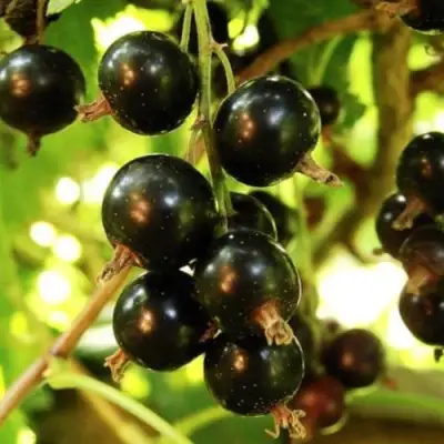 Смородина чёрная НАРА в Калинковичах