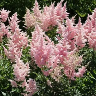 Астильба ГЛИТТЕР ЭНД ГЛАМУР китайская в Калинковичах