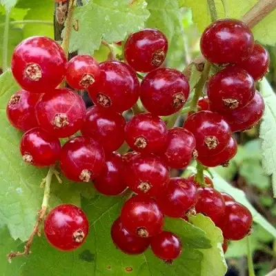 Смородина красная РОНДОМ в Калинковичах