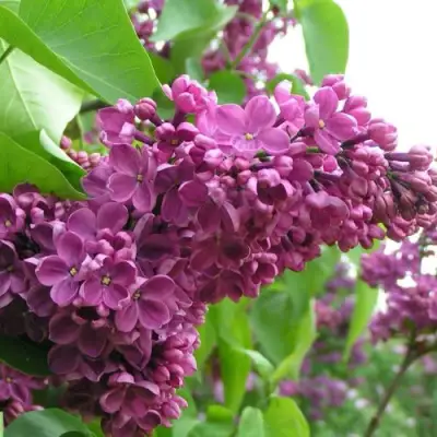 Сирень ДЕНЬ ПОБЕДЫ в Калинковичах