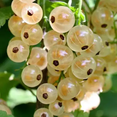 Смородина белая ВИКСНЕ БЕЛАЯ в Калинковичах