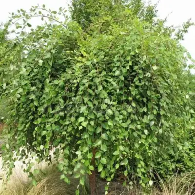 Береза САММЕР КАСКАД черная в Калинковичах